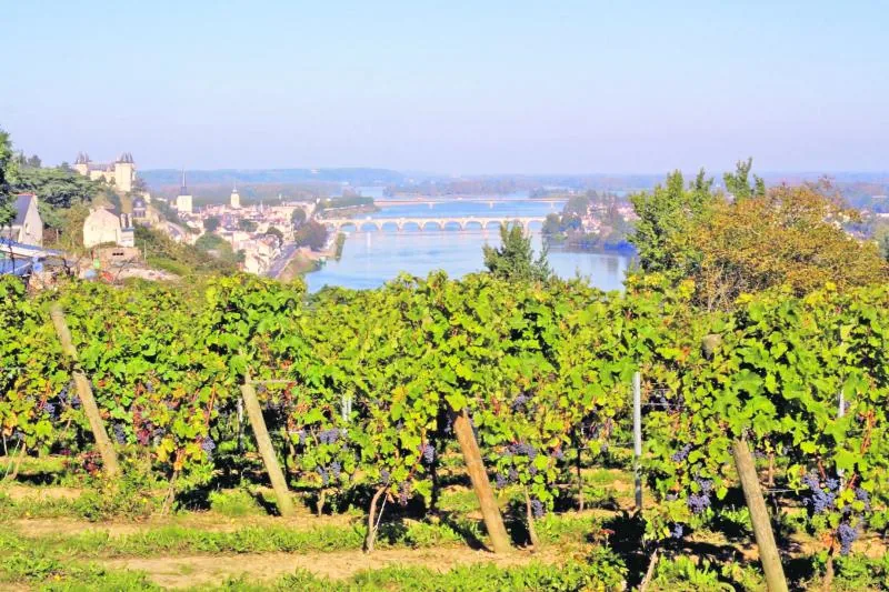Vignoble au-dessus de la Loire