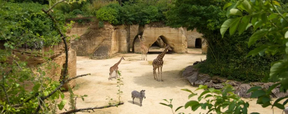Zoo